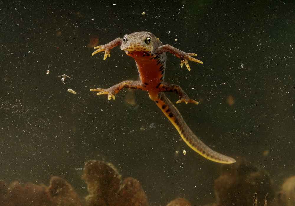 Ichthyosaura alpestris che sottospecie? apuana